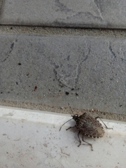 Halyomorpha halys