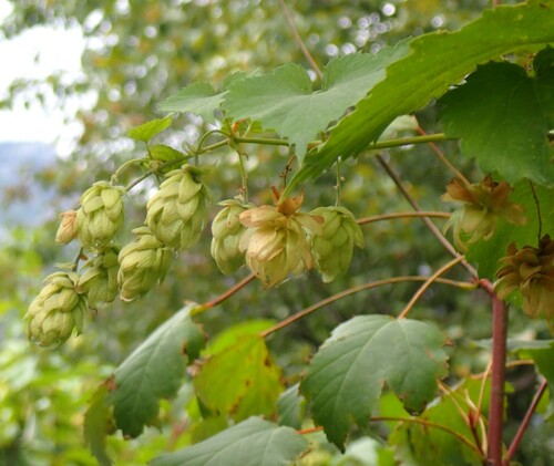 Image of Humulus neomexicanus by (c) mfeaver, some rights reserved (CC BY)
