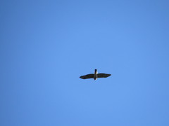 Accipiter bicolor