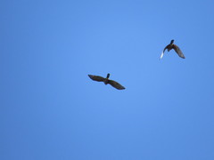 Accipiter bicolor