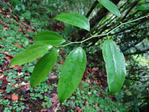 Smilax lanceifolia (Smilax lanceifolia)