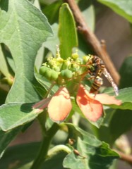 Polistes humilis synoecus