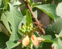 Polistes humilis synoecus