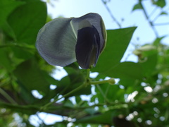 Psophocarpus tetragonolobus