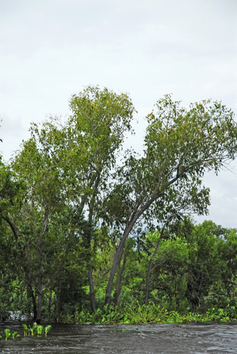Chilean Pencil Willow (Salix chilensis)