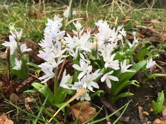 Scilla mischtschenkoana