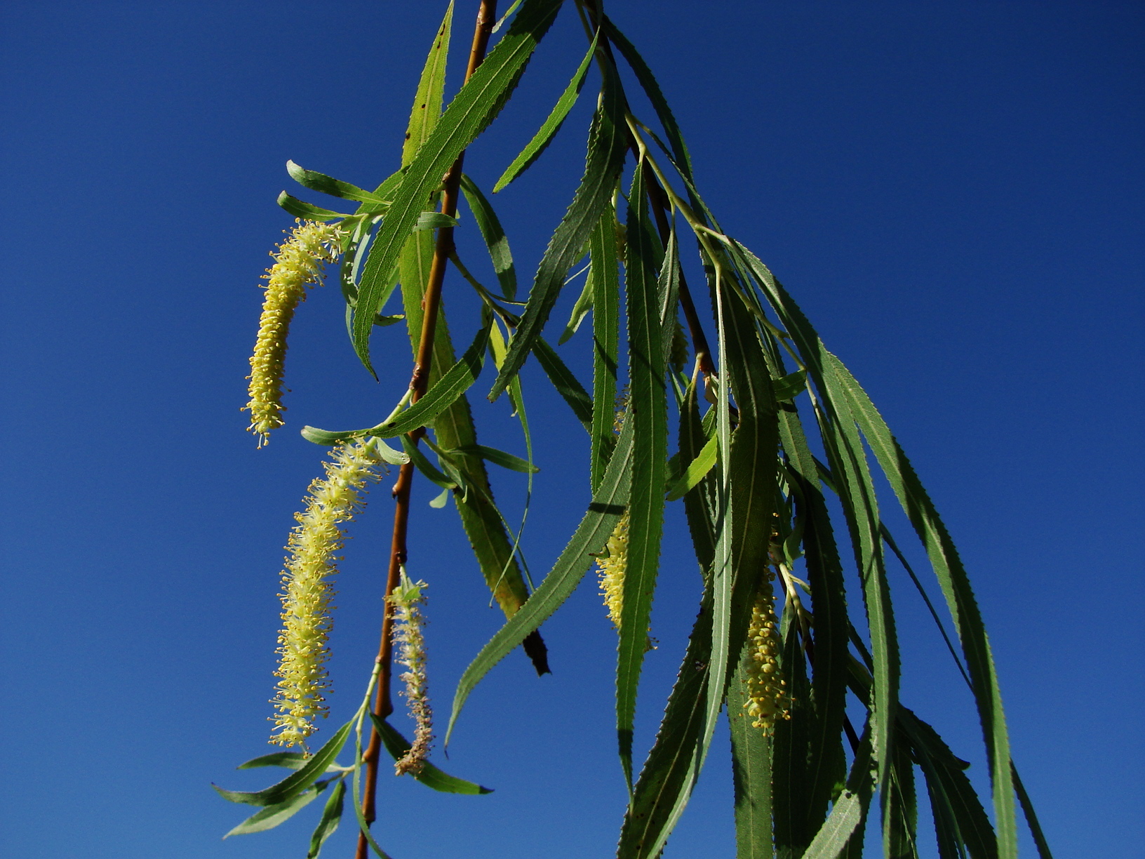 Salix chilensis