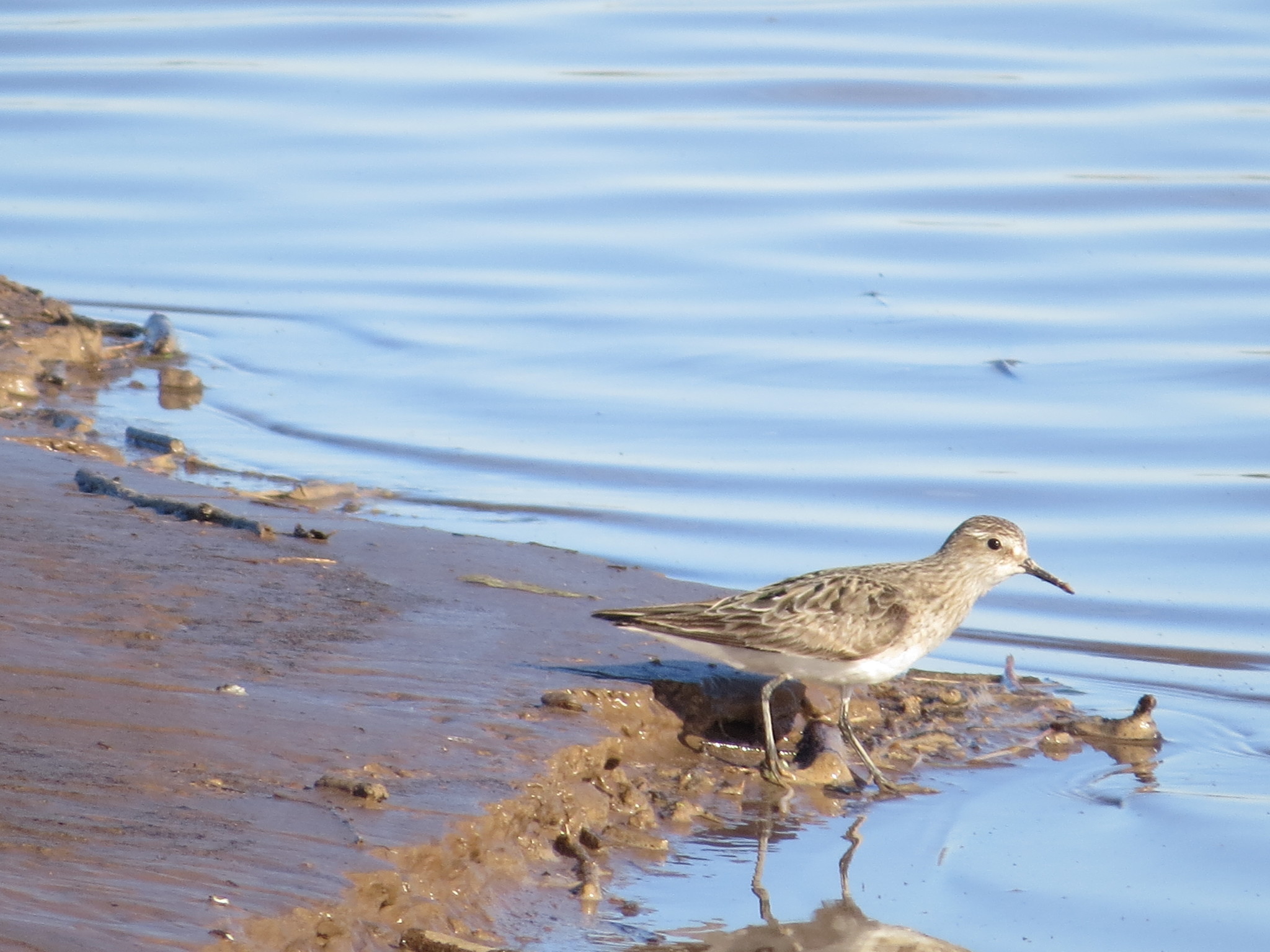 White-rumped Sandpiper
