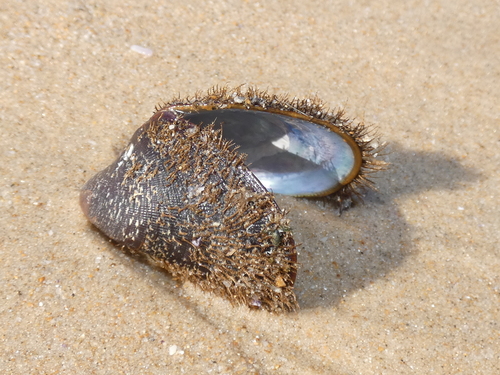 How to identify Trichomya hirsuta (Lamarck, 1819)