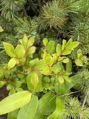 Vaccinium smallii, photograph (c) Илья Руденко, some rights reserved (CC BY)