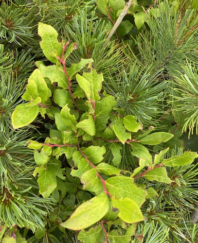 Vaccinium smallii, photograph 5