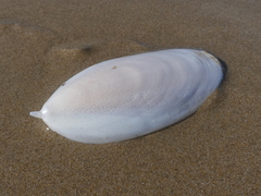 Sepia mestus