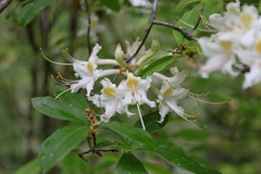 Rhododendron alabamense