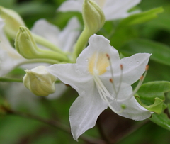 Rhododendron alabamense