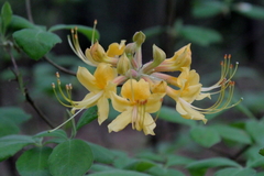 Rhododendron austrinum