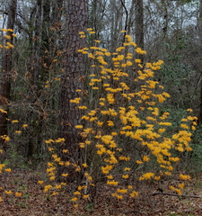 Rhododendron austrinum