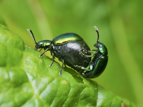 Green Dock Beetle photo 2