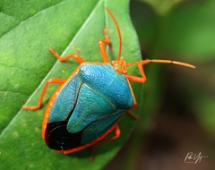 Edessa rufomarginata