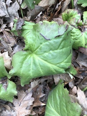 Bergenia