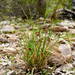 Cyperus alterniflorus - Photo (c) Ellura Sanctuary, some rights reserved (CC BY-NC), uploaded by Ellura Sanctuary