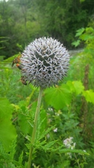 Echinops sphaerocephalus