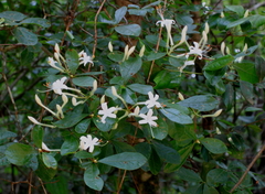 Rhododendron serrulatum