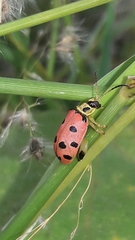 Alagoasa nigromaculata