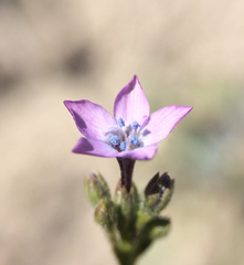Gilia tenuiflora