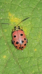 Alagoasa nigromaculata