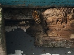 Apis mellifera