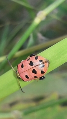 Alagoasa nigromaculata