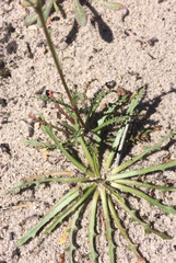 Gilia tenuiflora