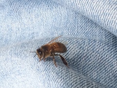Apis mellifera