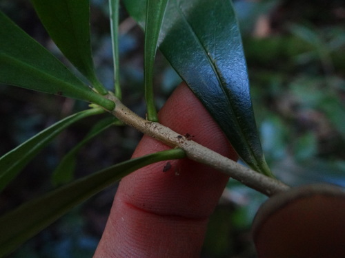 Image of Daphne kiusiana by (c) 呂一起(Lu i-chi), some rights reserved (CC BY)