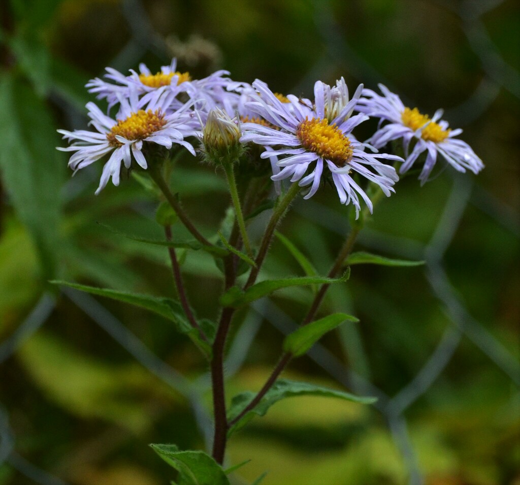 Aster praecox