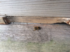 Apis mellifera