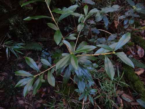 Image of Daphne kiusiana by (c) 呂一起(Lu i-chi), some rights reserved (CC BY)