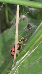 Alagoasa nigromaculata