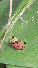 Alagoasa nigromaculata