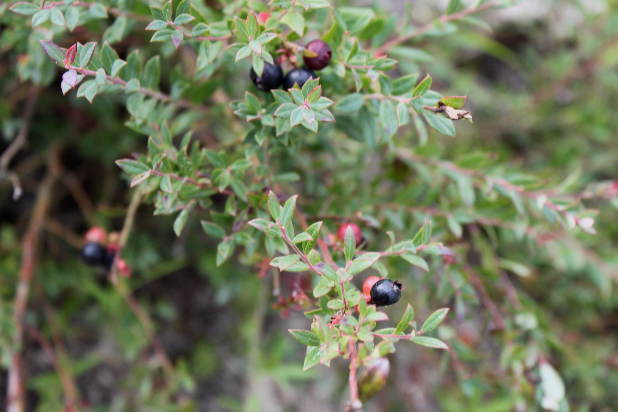 Vaccinium darrowii