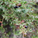 Darrow's Blueberry - Photo (c) Alvin Diamond, some rights reserved (CC BY-NC), uploaded by Alvin Diamond