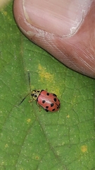 Alagoasa nigromaculata