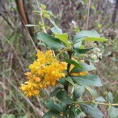 Berberis hallii