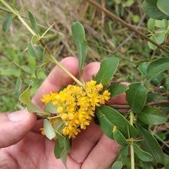 Berberis hallii