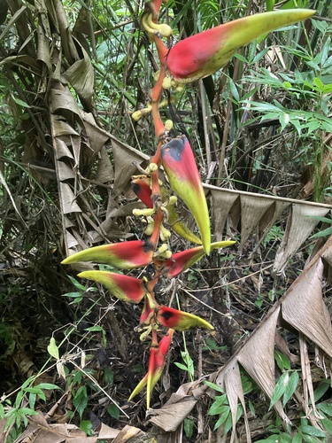 False bird of paradise (Heliconia platystachys)
