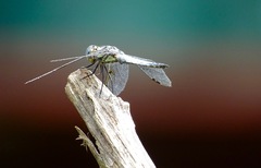 Palpopleura deceptor