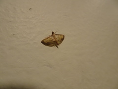 Cnaphalocrocis