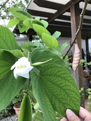 Bauhinia acuminata