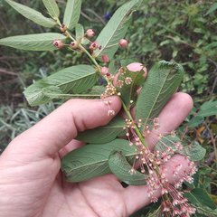 Phyllanthus salviifolius