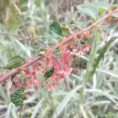 Phyllanthus salviifolius